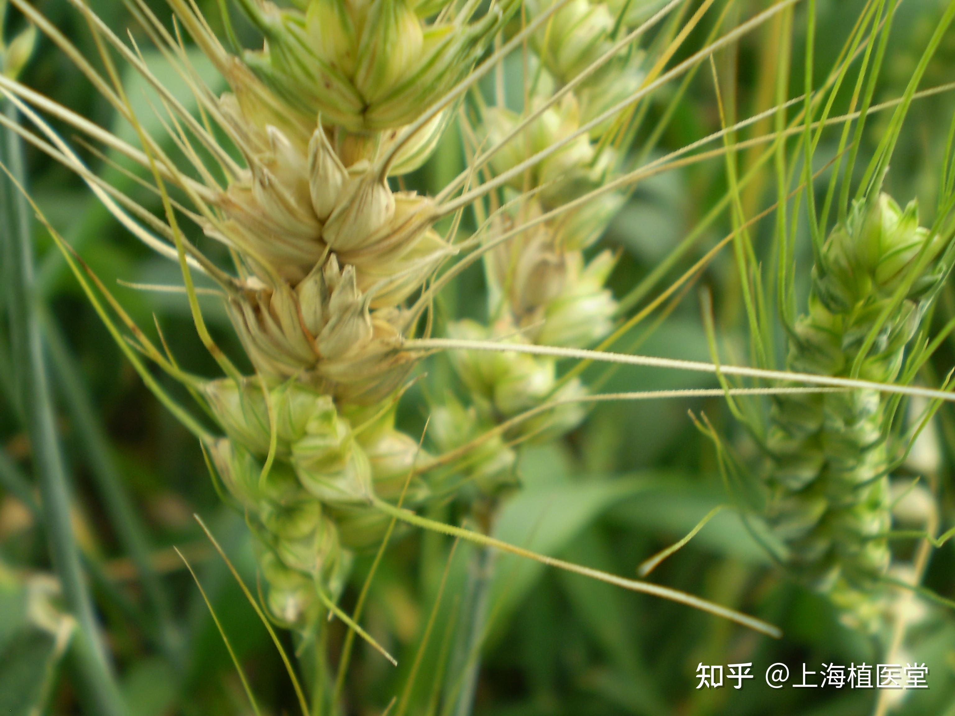 小麦从幼苗到抽穗期都可受赤霉病侵害,引起苗枯,穗腐,茎基腐和秆腐,以