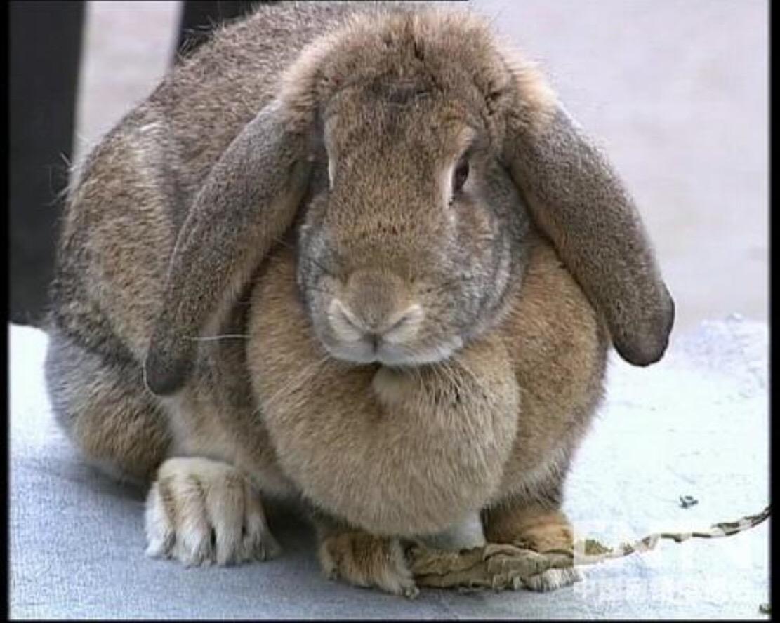 我小时候养过一只比利时公羊兔,褐色,双耳肥大下垂,像两根大辫子.