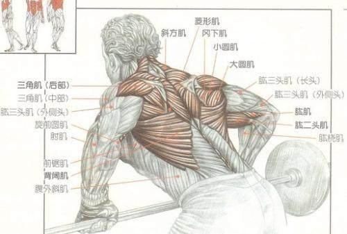 向后拉动联动肩部的 三角肌,冈上肌,冈下肌,大圆肌,小圆肌等