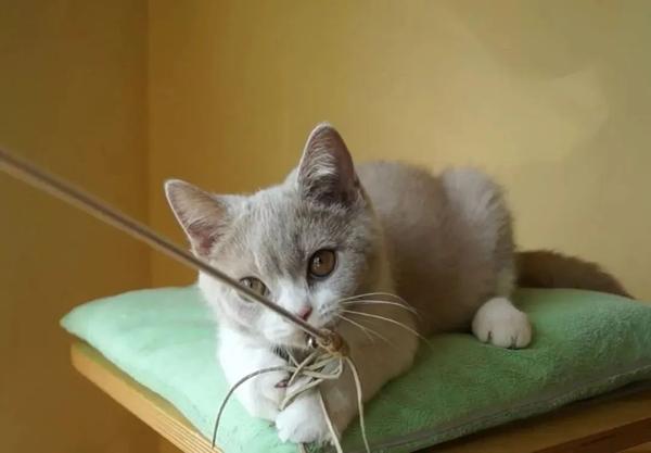 猫咪不像狗狗,它是领地意识强的动物,多数时候出现刻板行为不是因为