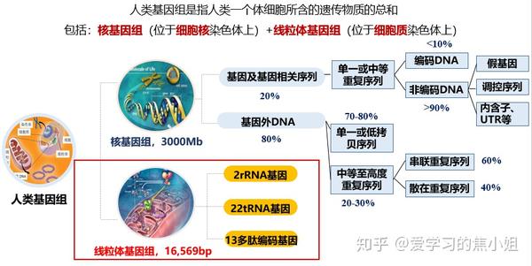 人类基因组组成结构示意图