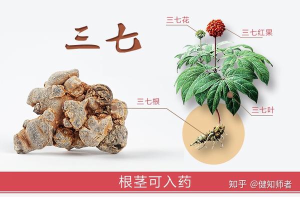 三七药食同源最新生活妙用