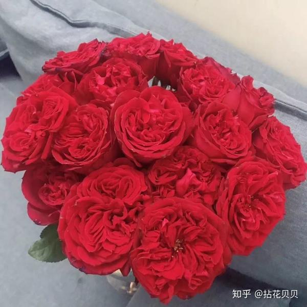 国产玫瑰,奥斯汀花型 (科普一下下啦:奥斯汀玫瑰是由英国大卫