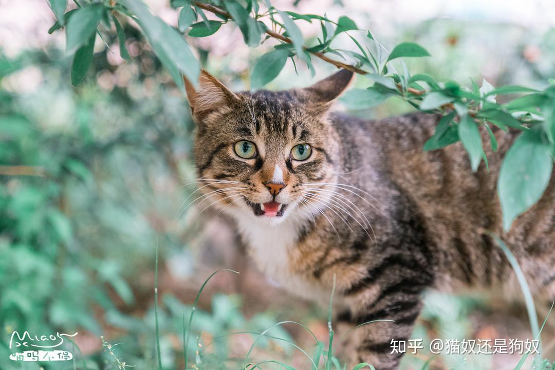 狸花猫 