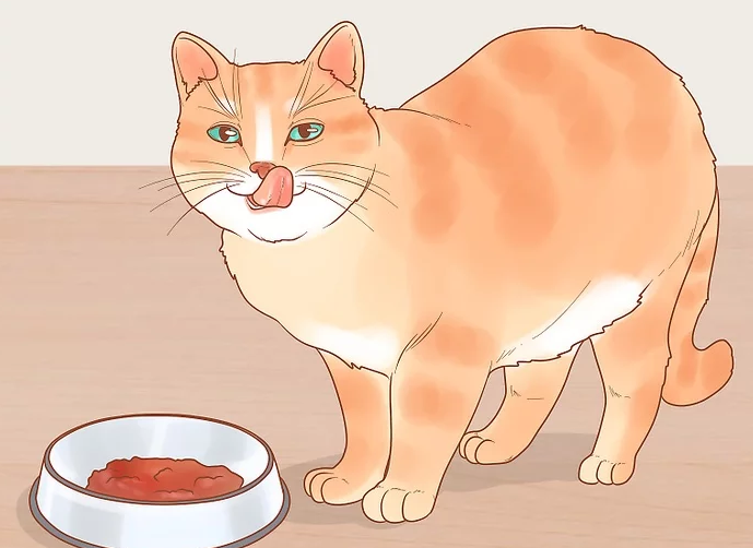 怎么自制猫食