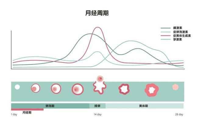 大多数小伙伴经常听说的是安全期和排卵期,那么,黄体期是什么意思?