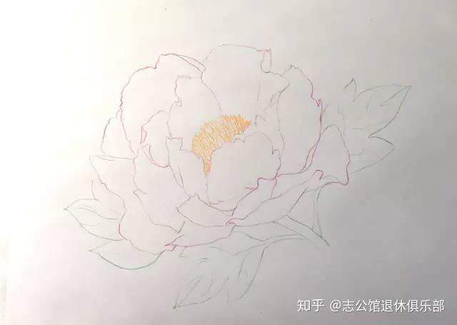 彩铅课堂212|画一朵盛放的牡丹花,超详细