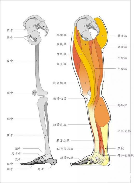 为什么大部分义肢的设计都是棍子