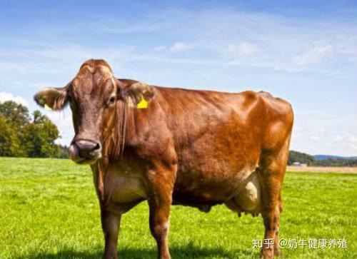 瑞士褐牛(brownswiss)属乳肉兼用品种,原产于瑞士阿尔卑斯山区,主要在