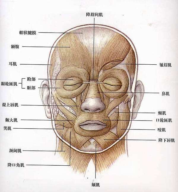 【头部结构】头部骨骼与肌肉讲解