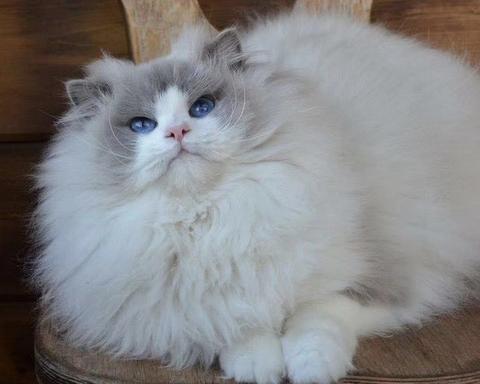 怎么挑选到一只品相好,粘人的小布偶猫?