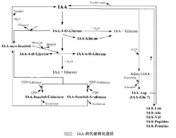 【小鹿百科】神奇的"生命编码:植物激素