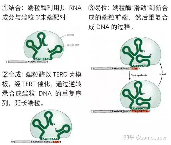 端粒与端粒酶1如何让生命时钟维持平衡