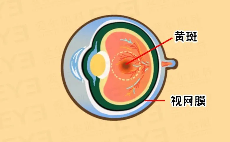 爱尔眼科山西省区总院长张东昌介绍"眼睛就好比是一台相机,而黄斑就