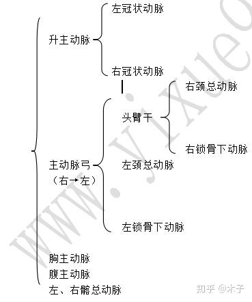 体循环动脉分支考点总结