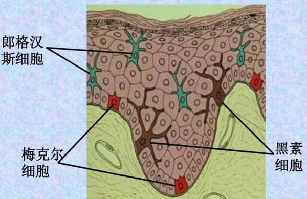从基底层~颗粒层,分布 有朗格汉斯细胞:参与免疫,消除表皮肿瘤细胞