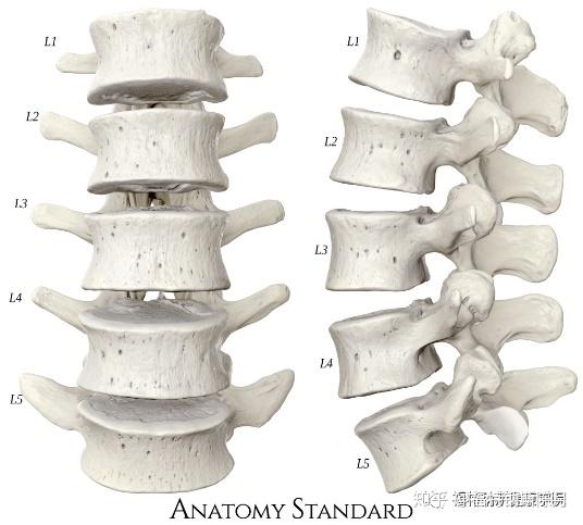 这些腰椎骨通过位于椎骨后部的小关节连接.