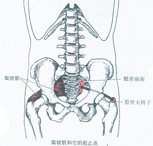 起点:骶骨前面骶前孔外侧. 止点:股骨大转子.