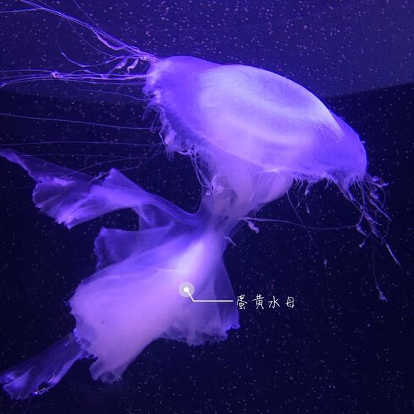 只是p了文字方便阅读) 蓝环斑点水母,不知道蓝环在哪里但是它的伞上有