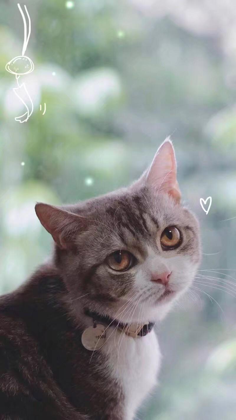 有哪些好看的猫咪壁纸或头像
