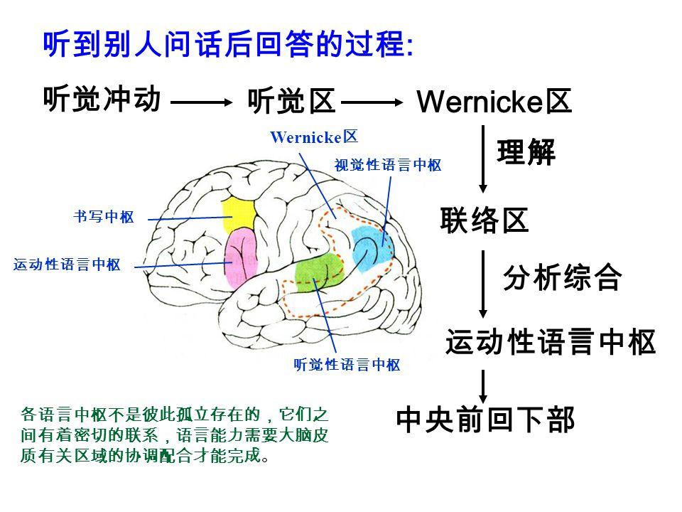 视觉性言语中枢:顶叶的角回,39区;运动性言语中枢:布罗卡言语区(broca