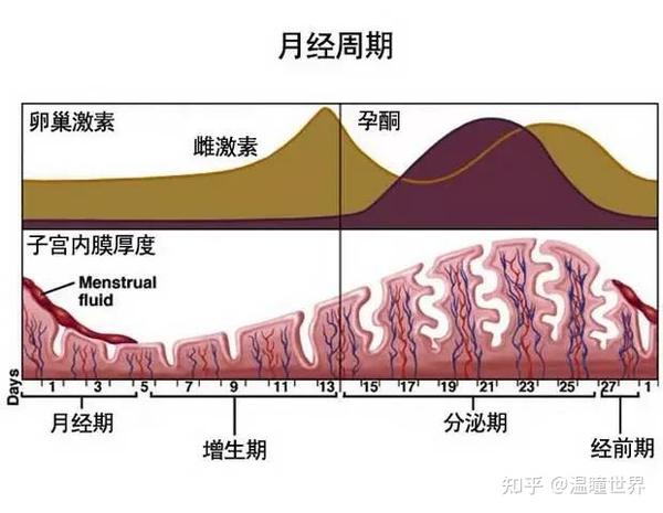 女性的生理周期一般分为三个阶段 增生期 分泌期,和 月经期.