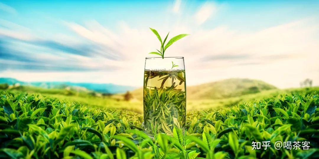 冷泡茶这么好喝一定要尝一尝