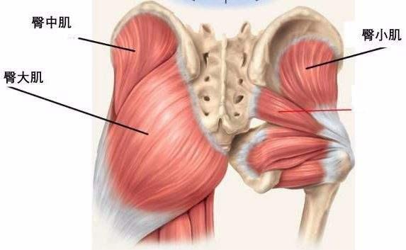 也与臀中肌,阔筋膜张肌等不同的肌肉组合帮助完成髋关