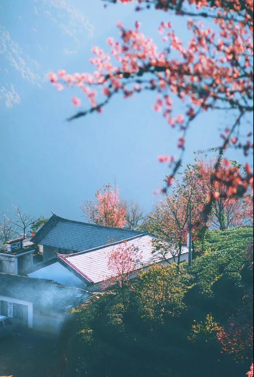冬天看樱花?这是真实存在的吗?