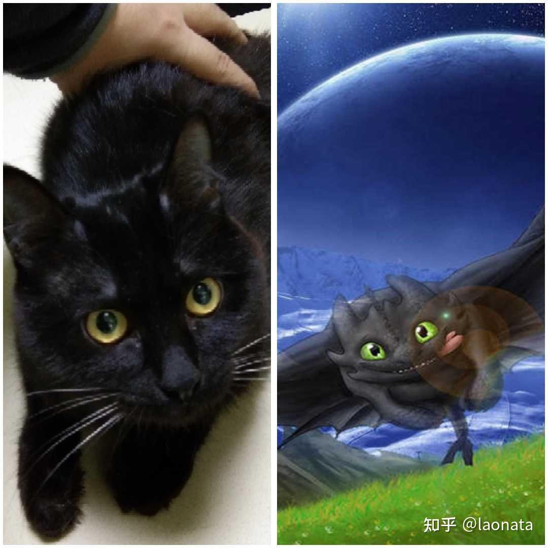 知友们这只是什么品种的黑猫啊