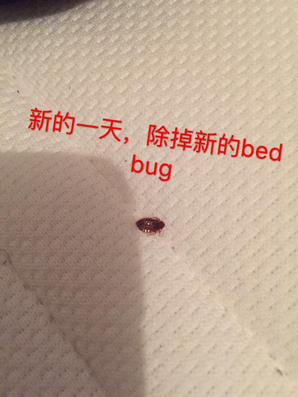 这是bed bug还是跳蚤?