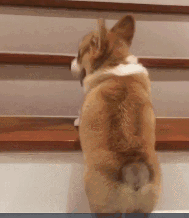 柯基summer成长记▏来哦来哦一起来搞基