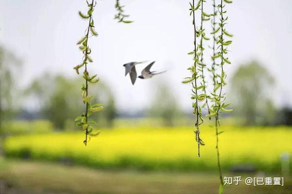 幼儿散文配乐朗诵_幼儿散文诗朗诵_幼儿园散文诗教案怎么写