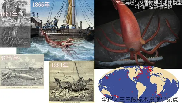 大王乌贼铜版画与标本记录点