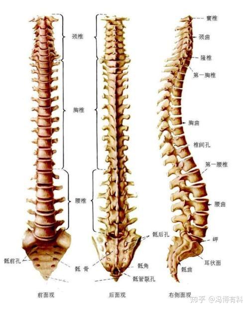 脊柱的解剖学知识