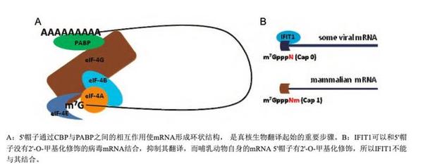 相互作用,拉近了 5'帽子与 ploy(a) 尾的距离,形成的环状结构可以