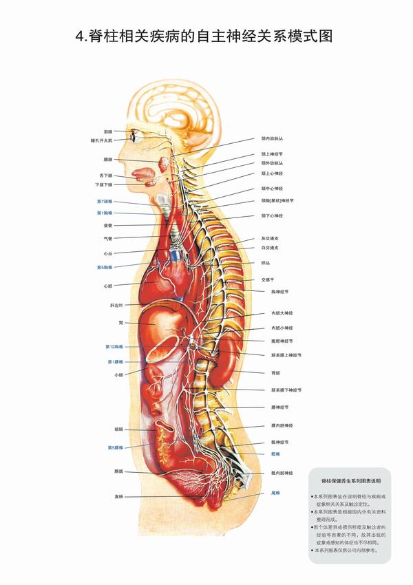 脊柱节段与人体部位的对应图大全,你想要的都在这里