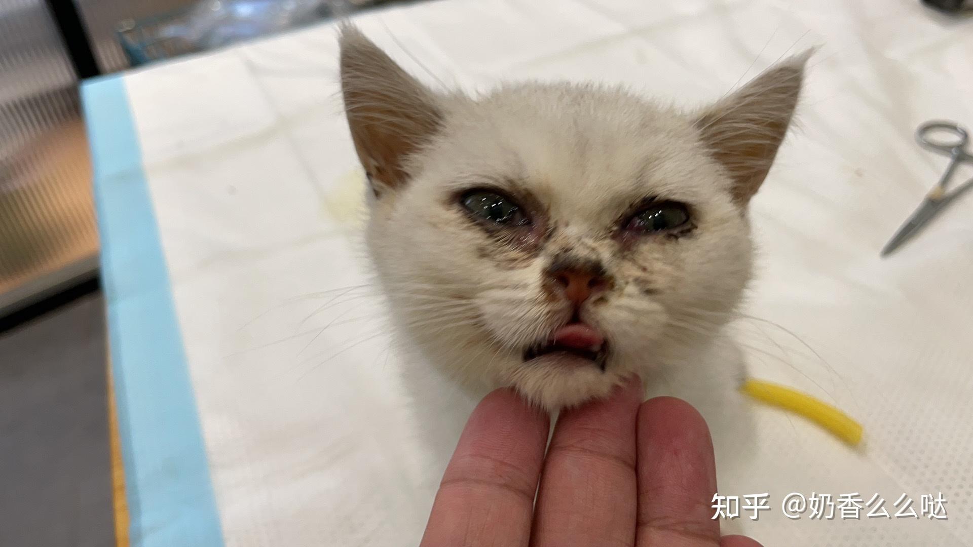 猫瘟住院治疗输营养液不吃东西可以吗?