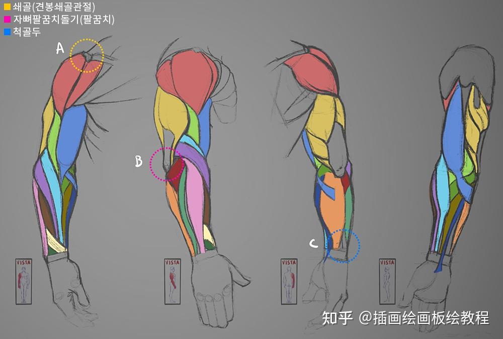 绘画教程正面手臂肌肉怎么画教你绘制骨骼和肌肉线条的画法教程