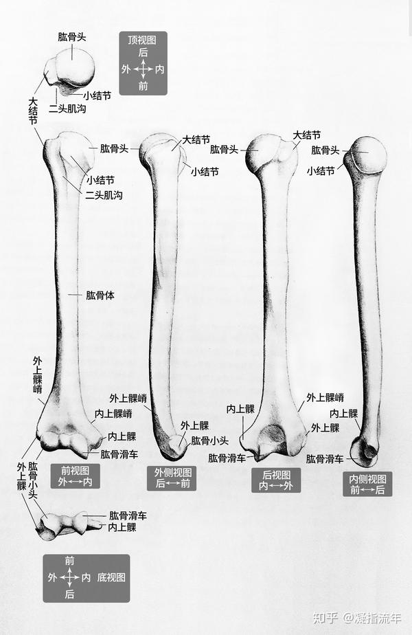 坚持学画:人体结构之骨骼部分——肱骨