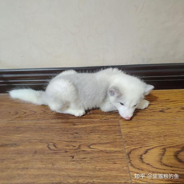 有想养狐狸的吗?