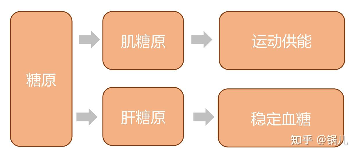 储存在肌肉里面的叫"肌糖原,我们做中等以上强度的运动时最需要它