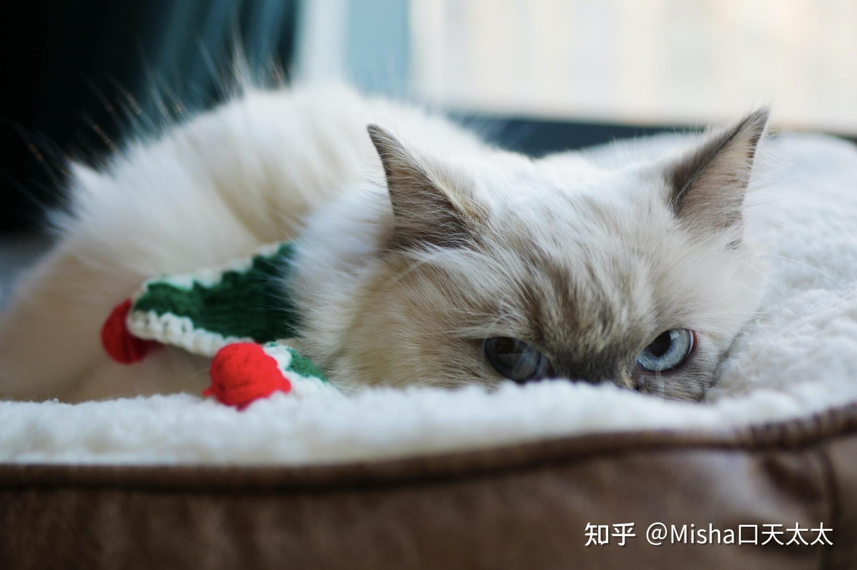 如何给自家猫咪找男朋友