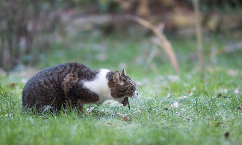 猫咪毛球症指北:吐毛球就是毛球症?没你想得那么可怕