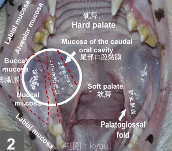尾部口腔黏膜