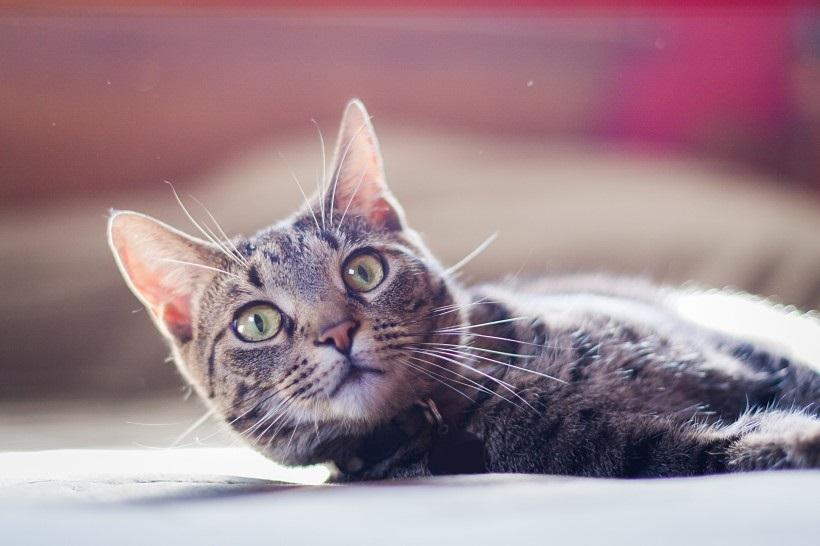 猫咪基础知识篇 - 猫咪肢体动作的含义