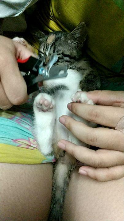 你们是如何给猫剪指甲的?