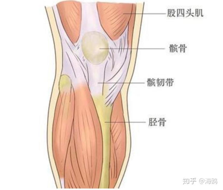 瑜伽解剖股四头肌肌肉中的大哥大保护膝盖塑造腿型都要看它