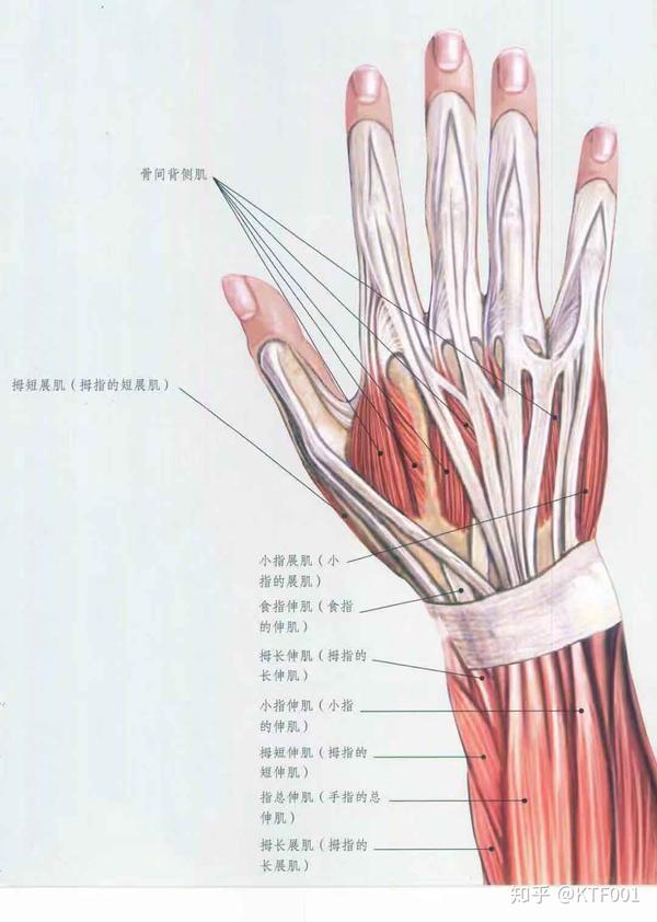这些肌肉起始于尺骨的中部及邻近区域,在除拇指外所有其他手指的前面
