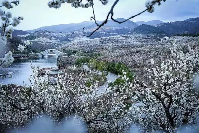 西乡樱桃沟景区是西北最大的天然樱桃林种植基地,位于陕西省汉中市